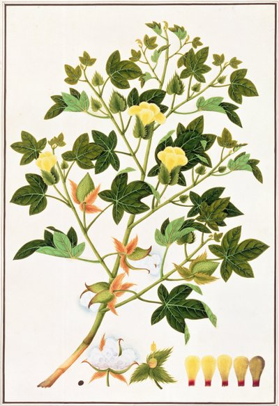 Gopypium Arboreum or Cotton Plant, c.1805-18 by Chinese School